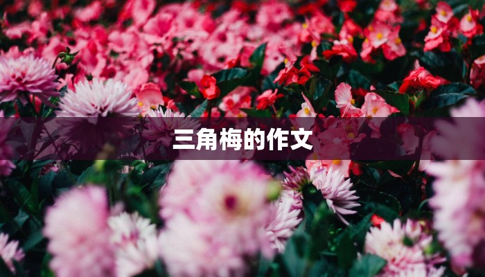三角梅的作文