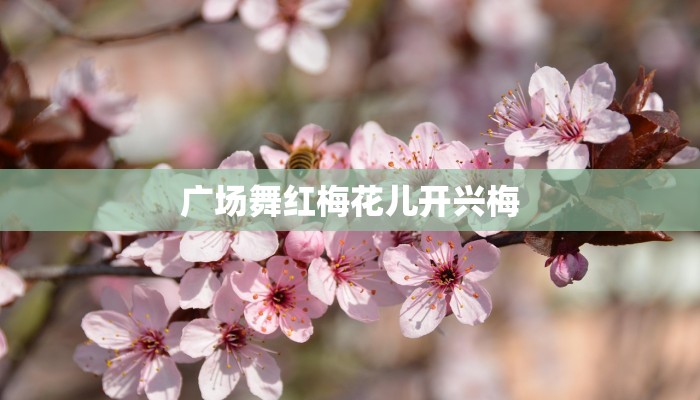 广场舞红梅花儿开兴梅